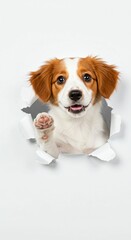 Fototapeta premium Playful Kooikerhondje Puppy Breaking Through Torn Paper - Dutch Spaniel Breed Delight