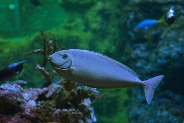The sleek unicornfish ( Naso hexacanthus) , also know as the blue-tail unicorn in aquarium close up. © Svitlana Kolycheva