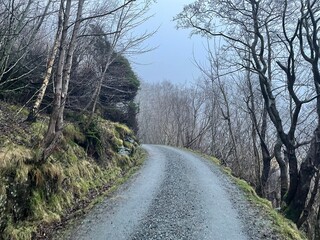 road in the forest on a foggy day