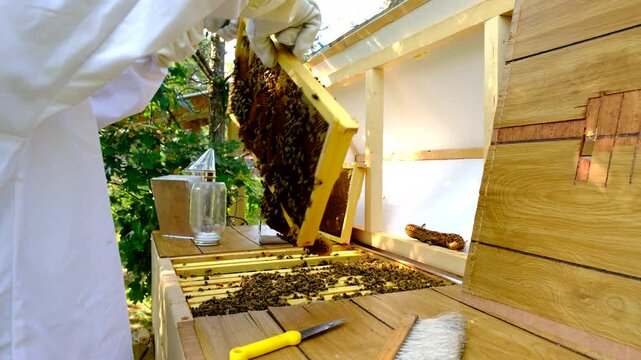 Beekeeper holding bees frame full of honeycombs of honey after pulling from hive to harvest some honey and inspect bees ah how his self made hive is doing