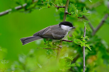 Obraz premium Sumpfmeise // Marsh tit (Poecile palustris) 