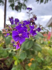 Jardim brasileiro - Flora&ccedil;&atilde;o de Orelha-de-on&ccedil;a (Tibouchina heteromalla)