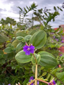 flower in the garden