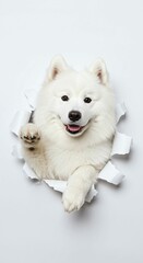 Majestic Samoyed Dog Peeking Through Torn Paper - Fluffy White Spitz Breed