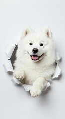 Majestic Samoyed Dog Peeking Through Torn Paper - Fluffy White Spitz Breed