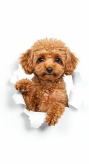 Adorable Toy Poodle Peeking Through Torn Paper - Fluffy and Intelligent Companion