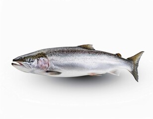 Fototapeta premium silver trout (Salvelinus agassizii) isolated on white background with clipping path and full depth of field