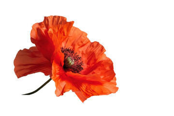 Bold Bright Red Poppy Flower Isolated on Transparent Background
