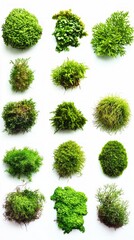 A Collection of Vibrant Green Mosses, Displaying Nature's Exquisite Beauty and Detail. A Stunning Visual Feast of Natural Growth and Texture. 