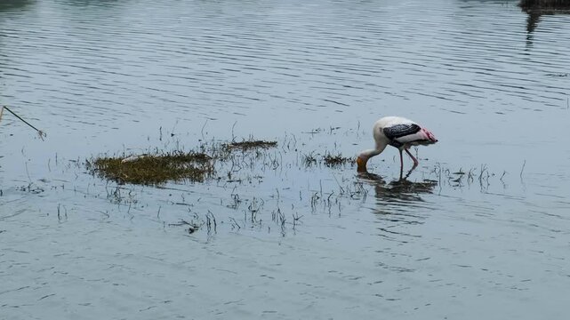 stork in a lake, view of a stork in an Indian national park