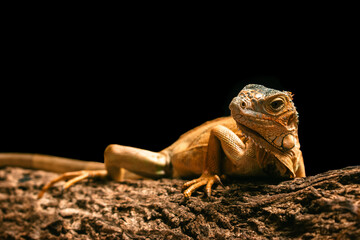Closeup of an iguana on a tree trunk isolated on black background.
