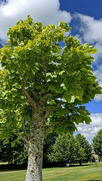 Lush green tree with vibrant leaves under a bright blue sky in a sunny park setting during the afternoon