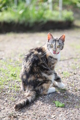 Eine Katze aus der Nähe mit süßem Blick