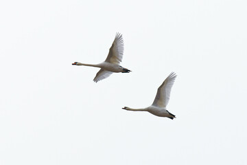 two seagulls in flight