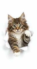 Fototapeta premium Curious Norwegian Forest Cat Emerging from Torn Paper - Fluffy and Elegant Nordic Feline