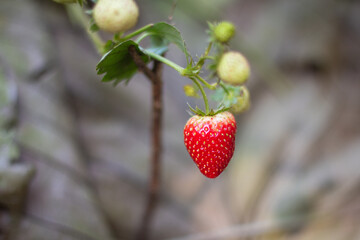 A single, juicy strawberry glistening in the sunlight, surrounded by green leaves and unripe berries.