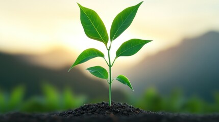 A young plant sprouting from soil, symbolizing growth and renewal.