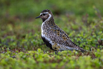 A golden plover in the northern Scandinavian fells