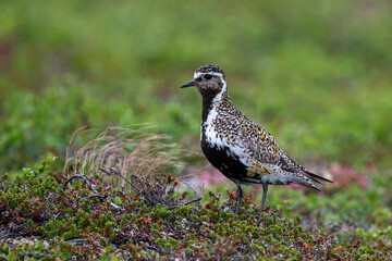 A golden plover in the northern Scandinavian fells