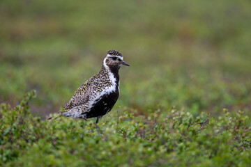 A golden plover in the northern Scandinavian fells