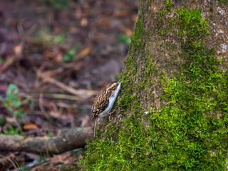 Treecreeper Feeding on a Fir Tree