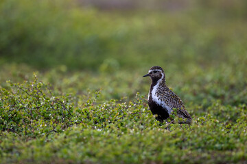 A golden plover in the northern Scandinavian fells