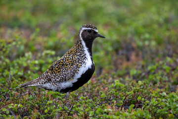 A golden plover in the northern Scandinavian fells