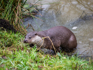 Otter Coming out a Lake