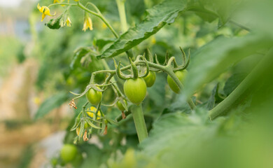 Green Tomatoes on the Vine.
