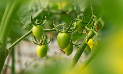 Green Tomatoes on the Vine.