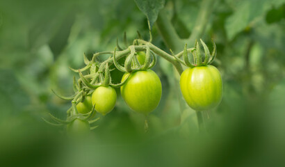 Green Tomatoes on the Vine.