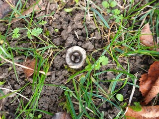 Common Bird&rsquo;s Nest (Crucibulum laeve) , birds nest fungi, mushroom, wild fungi, british nature, woodland, wildlife
