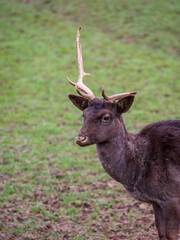 Fallow Deer Buck With One Antler