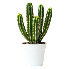 Green Cactus in Pot Isolated on White