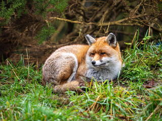 Fox Resting on a Grass Bank