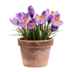 Obraz premium Potted crocus flowers isolated on white