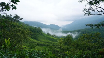 A scenic view of the Indian countryside, featuring lush green tea plantations in Munnar, Kerala, with mist-covered hills in the background