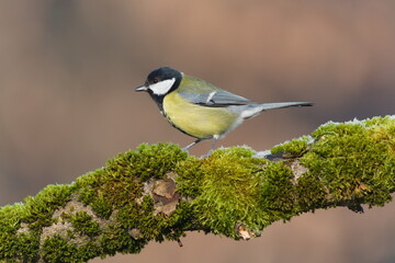 Fototapeta premium Parus major aka great tit perched on the tree branch in winter. Common bird in Czech republic. 