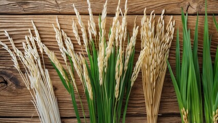 Rice plants and grains on wooden surface