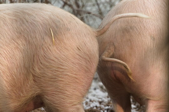 Bottom of domestic pig aka Sus domesticus in the pigsty. Funny animal photo. Animal ass with tail.