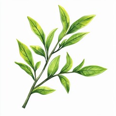 green leaves isolated on white background