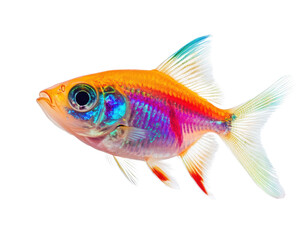 Fototapeta premium Colorful tropical fish with vibrant scales, isolated on a white background.