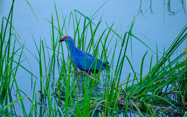 Purple swamphen amongst reeds