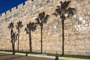 shadow of palm tree on fortress wall