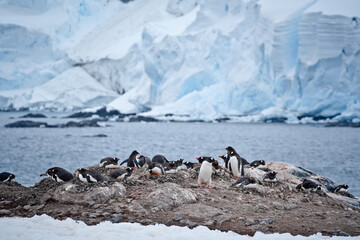 penguins in antarctica © SPARKLINGTRAVEL