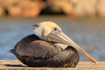 Juvenile Brown Pelican Resting by the Water