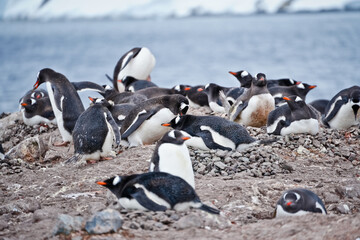 gentoo penguin colony