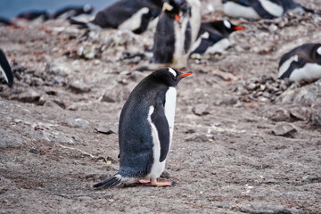 Naklejka premium penguin on the rocks