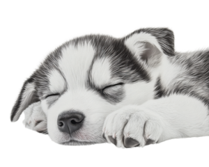Cute sleeping puppy on a white isolated background.