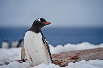 penguin in antarctica © SPARKLINGTRAVEL